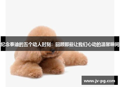 纪念泰迪的五个动人时刻：回顾那些让我们心动的温馨瞬间